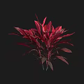 Vibrant Red Leaf Shrub With Lush Foliage And Dark Green Accents