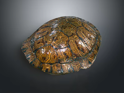 Turtle Shell Organ With Detailed Natural Texture And Brown Pattern Design 3d model