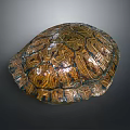 Turtle Shell Organ With Detailed Natural Texture And Brown Pattern Design 3d model