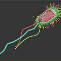 Bacteria Organs And Hairs 3D Structure Model With Internal Organs And Surface Hairs 3d model
