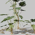 Indoor Monstera Plant with Large Split and Perforated Leaves and Lush Green Foliage