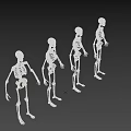 Four Detailed Human Skeletons Arranged For Display On Black Background