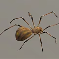 Yellow and Brown Spider with Long Striped Legs and Round Body