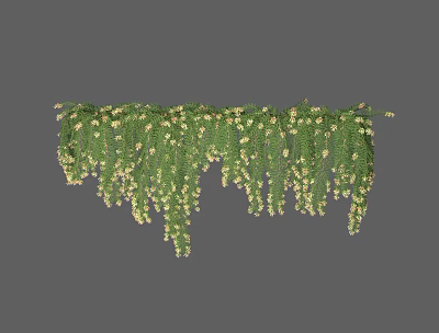 Hanging Green Vine With Lush Leaves And White Small Flowers For Natural Decoration 3d model
