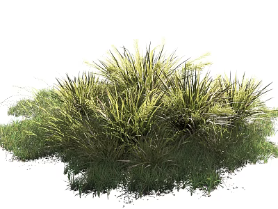 Lush Green Grass With Feathery Leaves And Tall Stems In Natural Garden 3d model