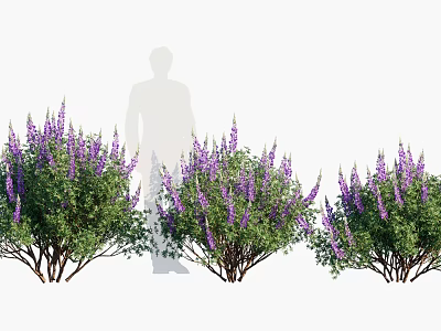 Purple Flowering Shrubs With Human Silhouette For Size Reference In Garden 3d model