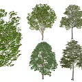 modern tree landscape tree modeling tree arbor 3d model