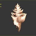 Vibrant Pink and Orange Tiered Tower Shaped Conch Seashell with Shiny Finish on Dark Background