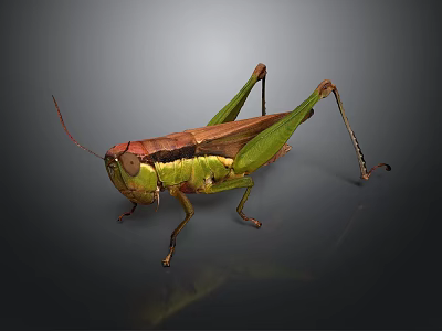 Detailed Green And Brown Grasshopper With Long Antennae And Hind Legs On Dark Reflective Surface 3d model