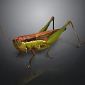 Detailed Green And Brown Grasshopper With Long Antennae And Hind Legs On Dark Reflective Surface