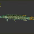 Aquatic Animal Northern Pike With Spotted Green Body Orange Fins And Tail In 3D Render