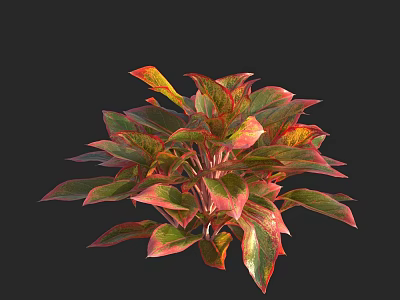 Vibrant Shrub with Red and Green Variegated Leaves Ideal for Garden Landscaping and Outdoor Decor 3d model