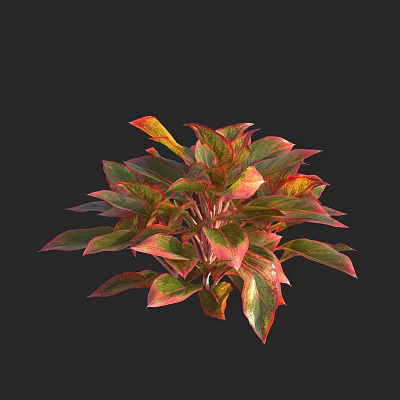 Modern chloasma Chinese evergreen shrub potted plant 3d model Modern chloasma Chinese evergreen shrub potted plant 3d model