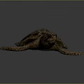 Sea Turtle With Detailed Shell Texture And Extended Limbs On Gray Background 3d model