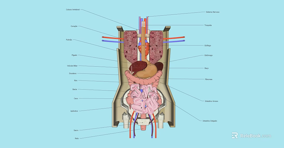 Labeled Human Body Organ Anatomical Structure Medical Education Wall Hanging Decor 3d model 