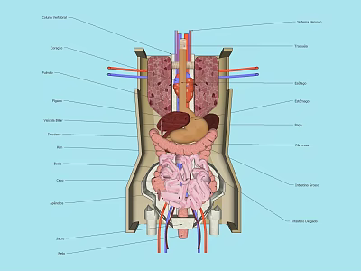Labeled Human Body Organ Anatomical Structure Medical Education Wall Hanging Decor 3d model