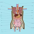 Labeled Human Body Organ Anatomical Structure Medical Education Wall Hanging Decor
