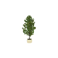 Bonsai Plant With Lush Green Leaves In White Pot For Home Decor
