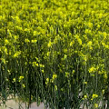 Blooming Yellow Rapeseed Flower Field Natural Source Of Organic Cooking Oil Ingredients