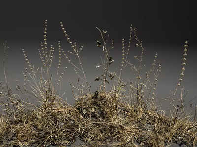 Dry Grass And Small Plants With Withered Stems Growing On Dark Background 3d model