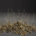 Dry Grass And Small Plants With Withered Stems Growing On Dark Background 3d model