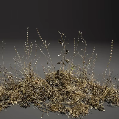 Dry Grass And Small Plants With Withered Stems Growing On Dark Background 3d model