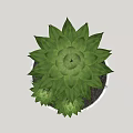 Two Green Succulent Plants with Fleshy Leaves in White Concrete Pot