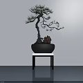 Bonsai Tree With Twisted Trunk Green Leaves In Black Pot On Small Table Light Wall