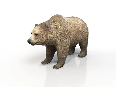 Realistic 3D Model of Large Brown Bear with Thick Fur on White Background 3d model