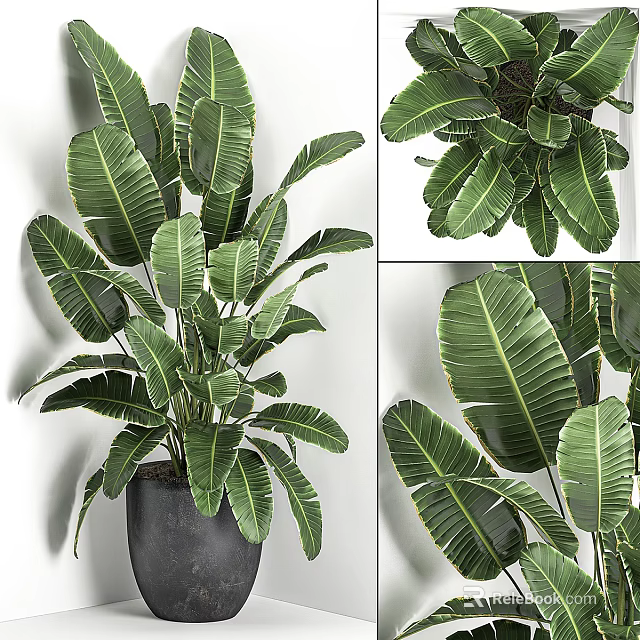 Arbor Plant Showcasing Large Green Veined Leaves In Indoor Decor 3d model 