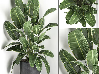 Arbor Plant Showcasing Large Green Veined Leaves In Indoor Decor 3d model