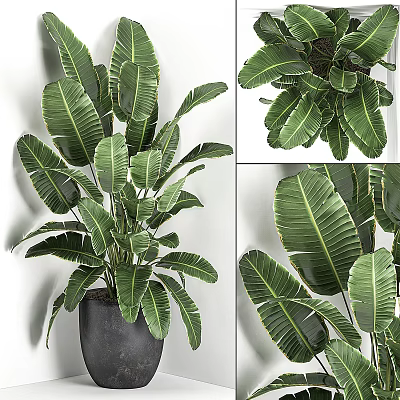 Arbor Plant Showcasing Large Green Veined Leaves In Indoor Decor 3d model