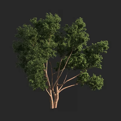 Lush Mature Tree With Dense Green Leaves Thick Branches And Strong Trunk 3d model