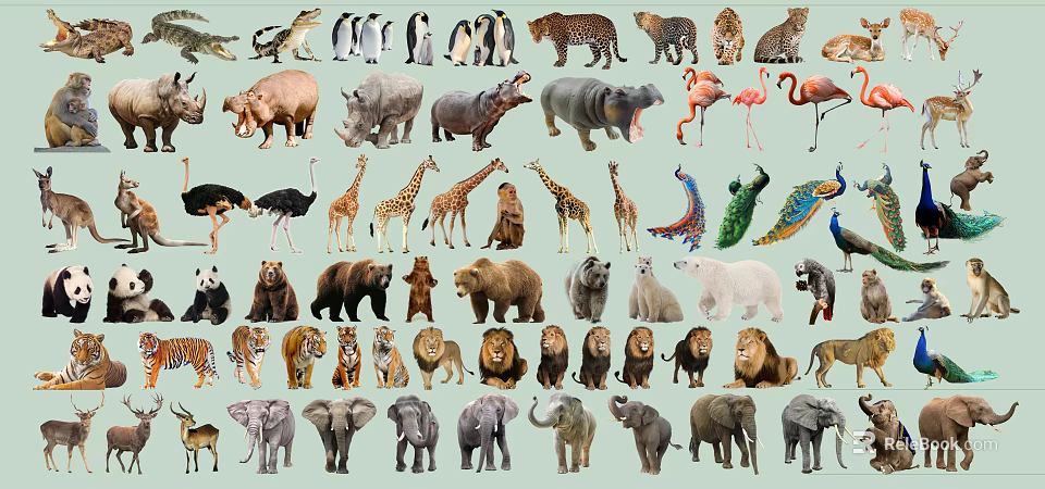 Diverse Reptile Species Featuring Crocodiles Lizards And Turtles In Wildlife Collection 3d model 