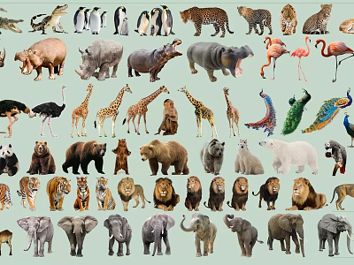 Diverse Reptile Species Featuring Crocodiles Lizards And Turtles In Wildlife Collection 3d model