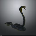 Blue and Yellow Snake with Coiled Body Raised Head and Flicking Tongue on Dark Background