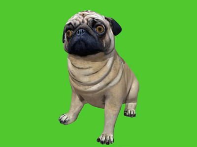 Cute Pug Dog Sitting On Green Background With Big Eyes And Wrinkles 3d model