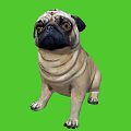 Cute Pug Dog Sitting On Green Background With Big Eyes And Wrinkles