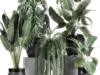 Diverse Potted Plants With Large Green Leaves Ferns And Black Planters 3d model