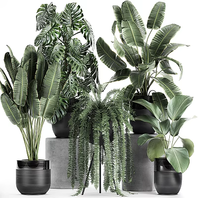Diverse Potted Plants With Large Green Leaves Ferns And Black Planters 3d model