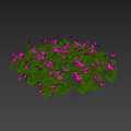 Vibrant Flowering Plant With Purple And Pink Flowers And Green Leaves In Round Cluster