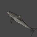Realistic Dolphin 3D Model With Smooth Skin And Fin Details