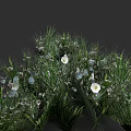 Lush Green Grass With White Flowers And Blue Blossoms In Natural Garden