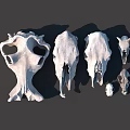 Medical Devices Animal Skull Anatomical Models Various Sizes Arranged for Educational