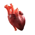 Human Heart Anatomical Structure as Chest Organ Detailed 3D Rendering View