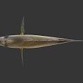 Modern Fish Marine Fish Yellow Flower Fish Food Fish Tropical Fish Ornamental Fish Marine Life 3d model