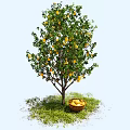Fruit Tree With Yellow Fruits On Branches And Basket Under Green Grass