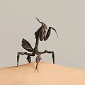 Praying Mantis Perched On Human Skin Against Light Gray Background