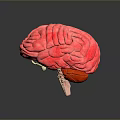 3D Anatomical Human Brain Model Medical Device For Medical Education And Research