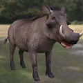 African Warthog Common Warthog Eritrean Warthog Animal Creatures 3d model